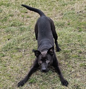 Jazzy, Young Female Labrador Retriever