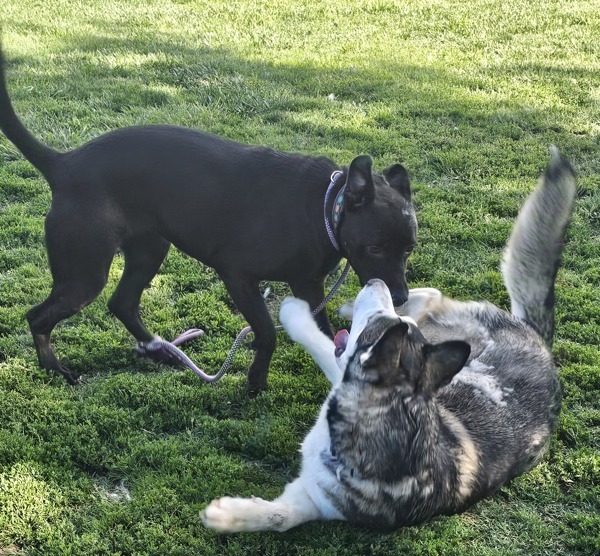 Jazzy, an adoptable Labrador Retriever, Shepherd in Kennewick, WA, 99336 | Photo Image 3