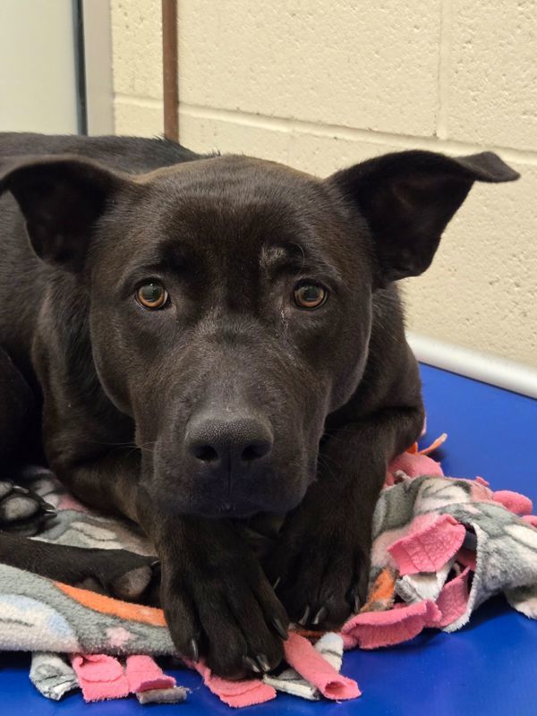 Jazzy, an adoptable Labrador Retriever, Shepherd in Kennewick, WA, 99336 | Photo Image 4