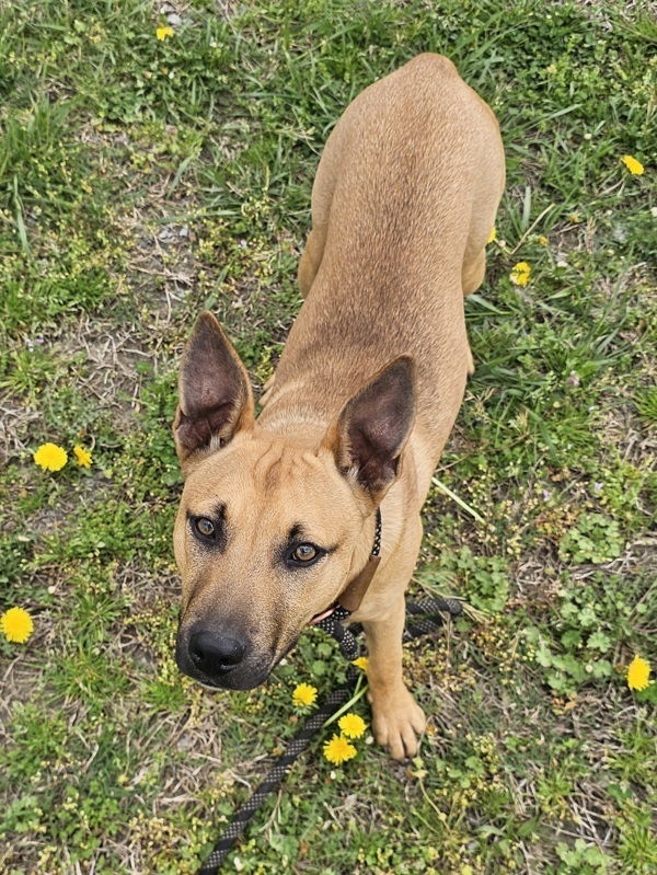 Mocha