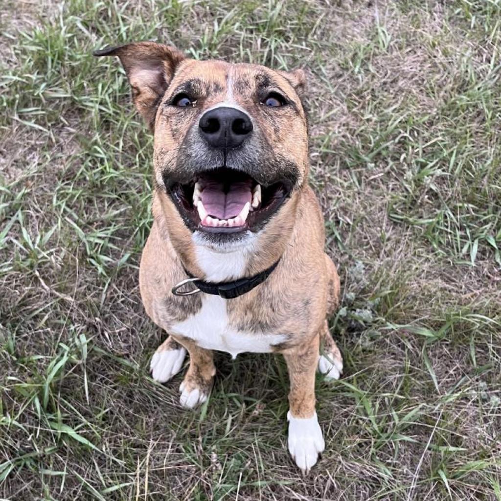 Tika, an adoptable American Staffordshire Terrier, Mixed Breed in North Battleford, SK, S9A 2M7 | Photo Image 1