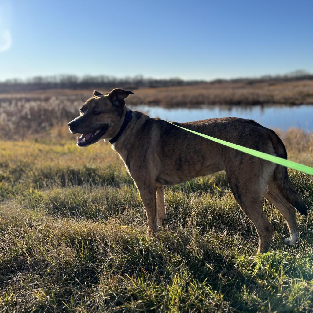 Tika, an adoptable American Staffordshire Terrier, Mixed Breed in North Battleford, SK, S9A 2M7 | Photo Image 2