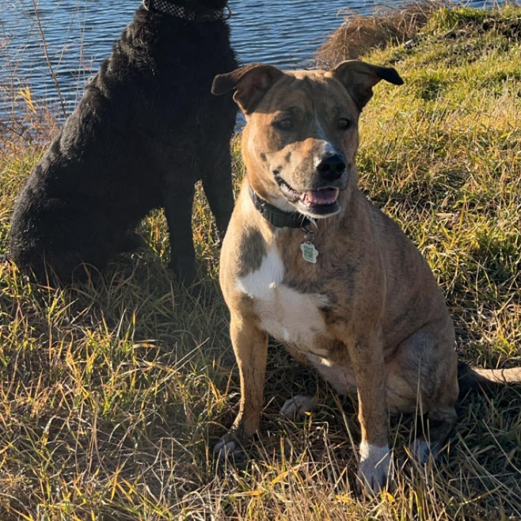 Tika