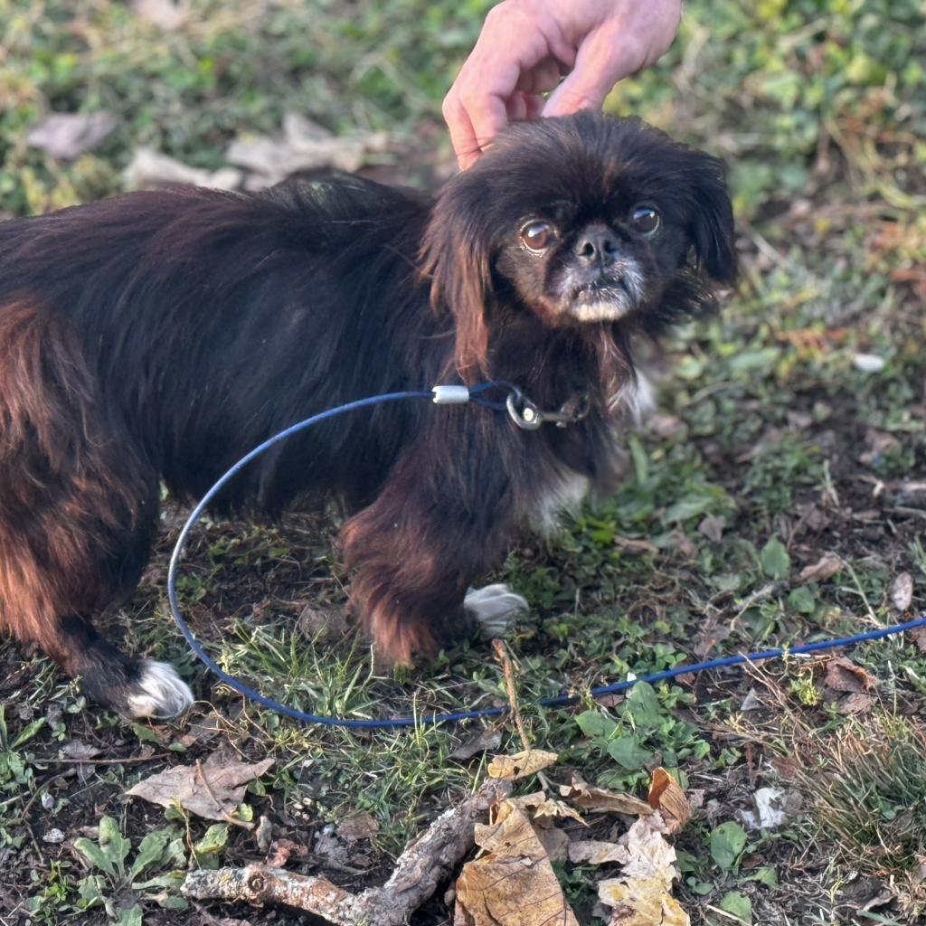 Mabel, an adoptable Pekingese in West Plains, MO, 65775 | Photo Image 1