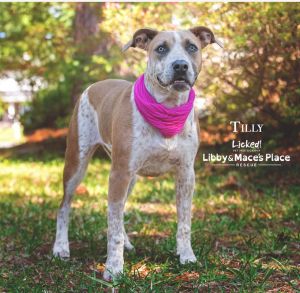 Tilly, Baby Female Hound