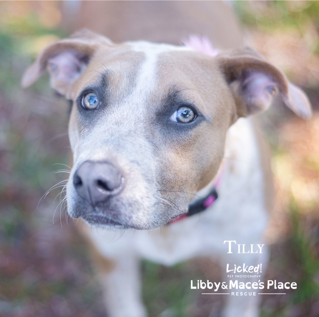 Tilly