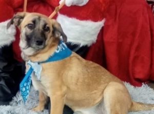 Dorothy (Dottie), Young Female Australian Shepherd