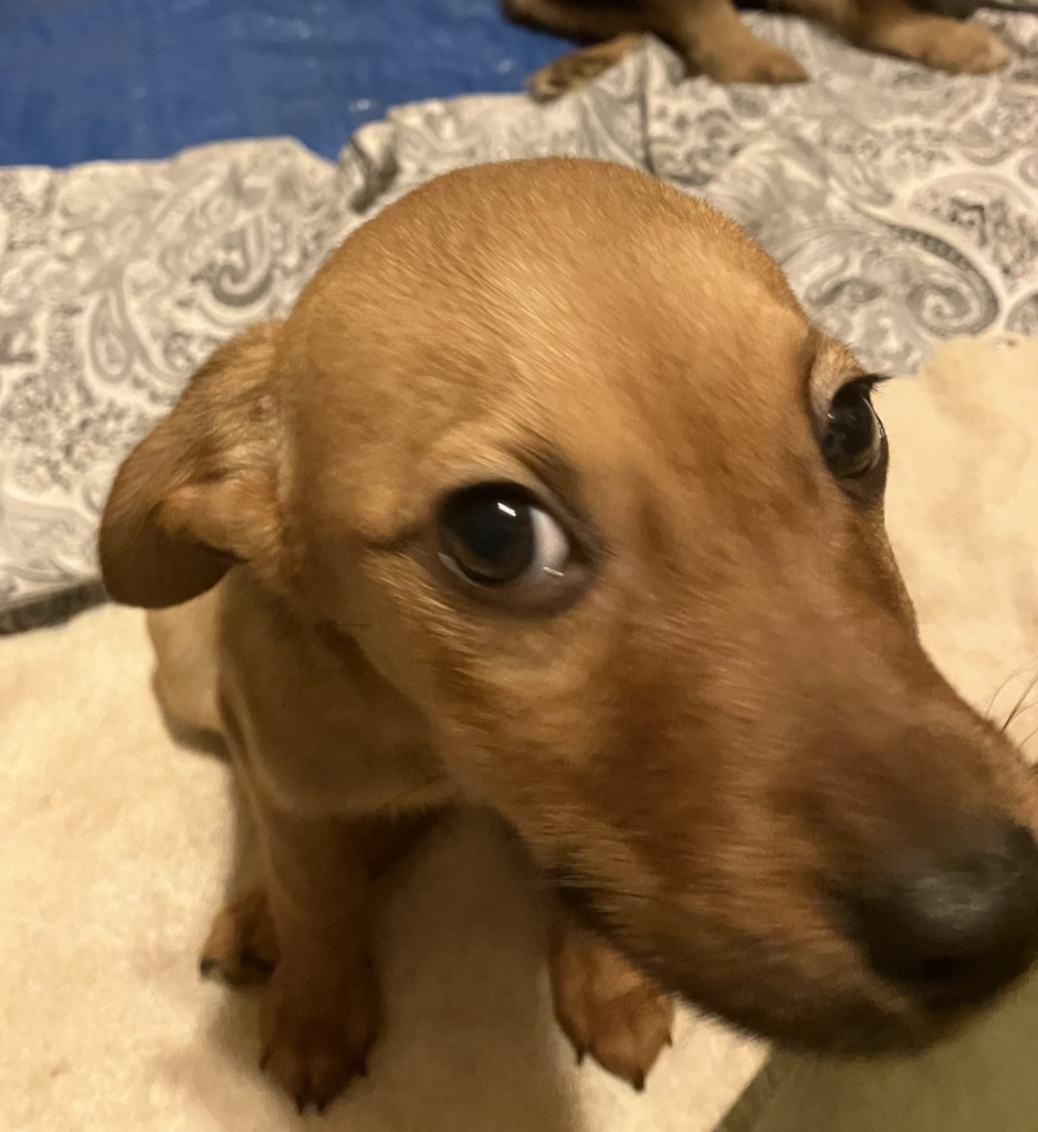 Dorothy (Dottie), an adoptable Australian Shepherd, Labrador Retriever in Salt Lake City, UT, 84108 | Photo Image 3