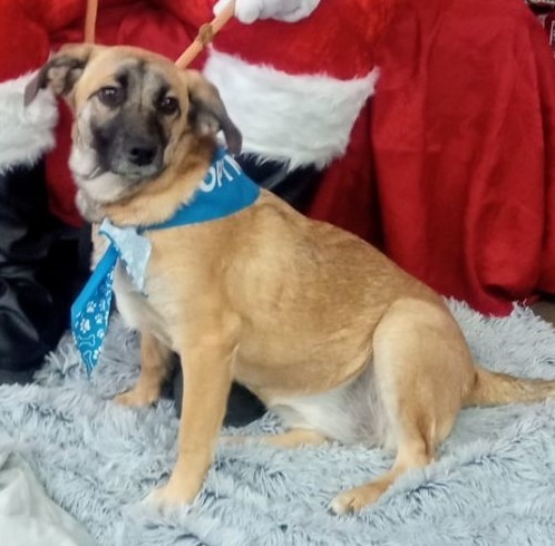 Dorothy (Dottie), an adoptable Australian Shepherd, Labrador Retriever in Salt Lake City, UT, 84108 | Photo Image 6