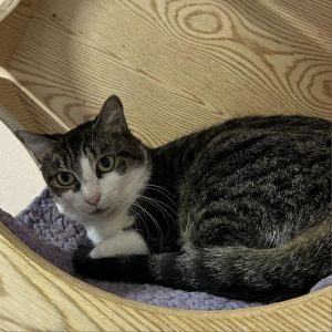 Suki, Adult Female Domestic Short Hair