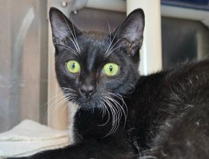 Beaker, Young Male Domestic Short Hair