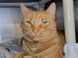 Leo, Adult Male unknown