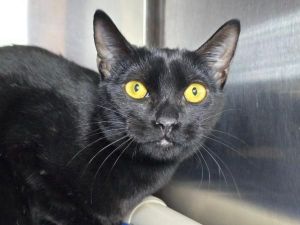 Pootie, Young Female unknown