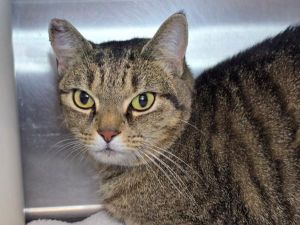 Split Pea Soup, Adult Female Domestic Short Hair