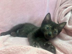 Fava, Young Female Domestic Short Hair