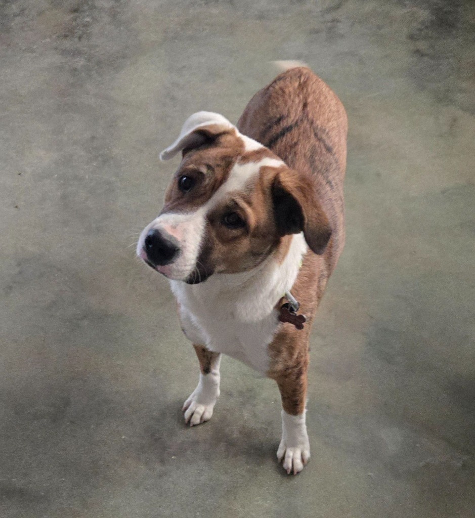 Sally, an adoptable Chow Chow, Catahoula Leopard Dog in Junction, TX, 76849 | Photo Image 1