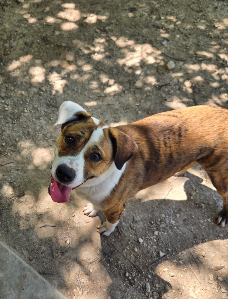 Sally, an adoptable Chow Chow, Catahoula Leopard Dog in Junction, TX, 76849 | Photo Image 1