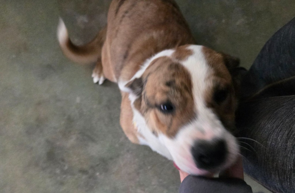 Sally, an adoptable Chow Chow, Catahoula Leopard Dog in Junction, TX, 76849 | Photo Image 2