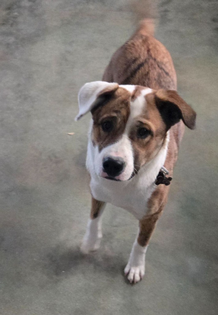 Sally, an adoptable Chow Chow, Catahoula Leopard Dog in Junction, TX, 76849 | Photo Image 3