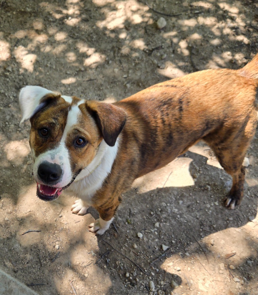 Sally, an adoptable Chow Chow, Catahoula Leopard Dog in Junction, TX, 76849 | Photo Image 3