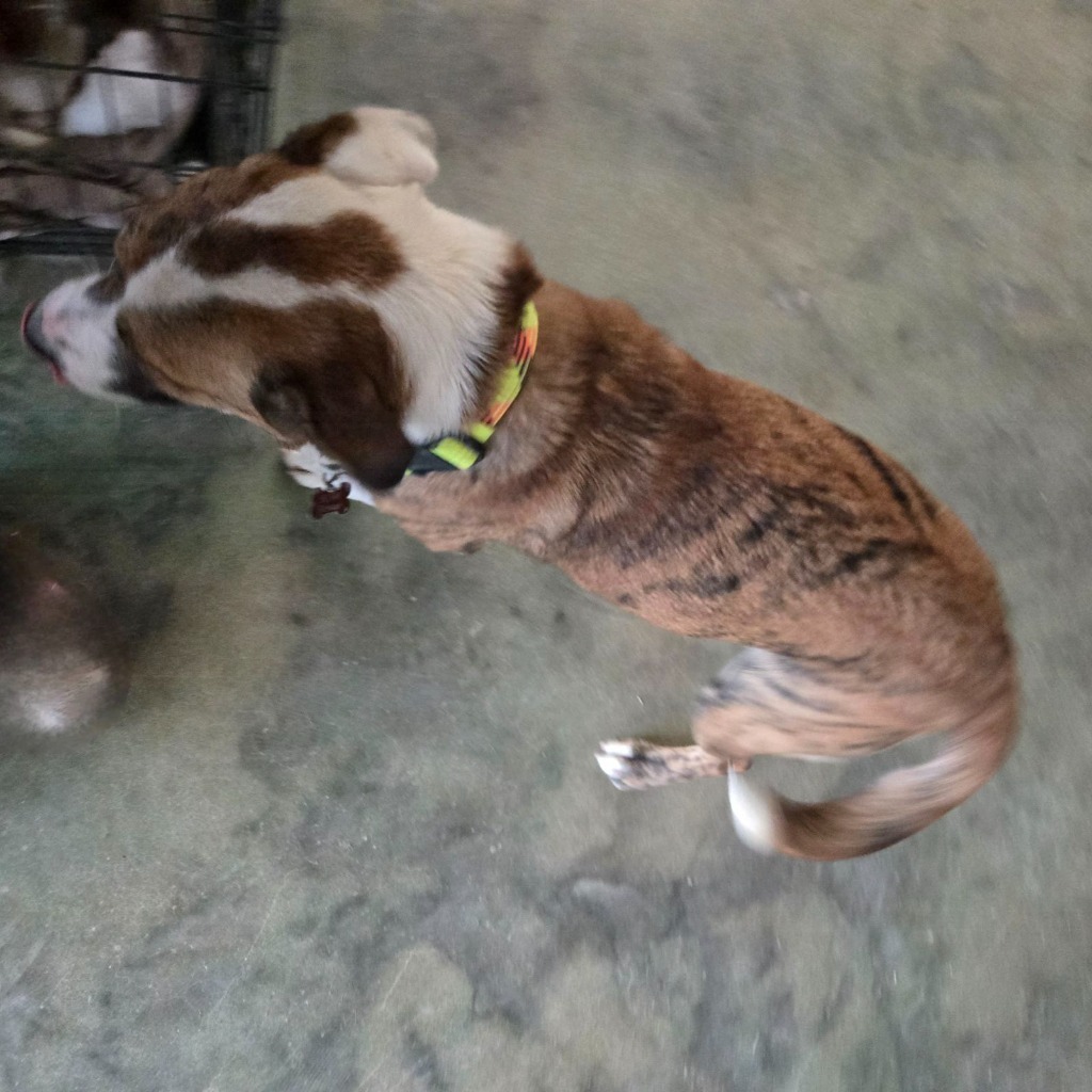Sally, an adoptable Chow Chow, Catahoula Leopard Dog in Junction, TX, 76849 | Photo Image 4