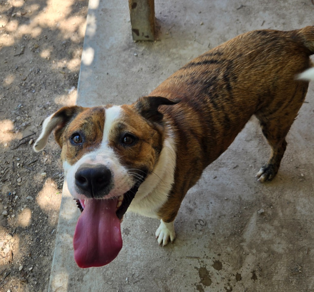 Sally, an adoptable Chow Chow, Catahoula Leopard Dog in Junction, TX, 76849 | Photo Image 4