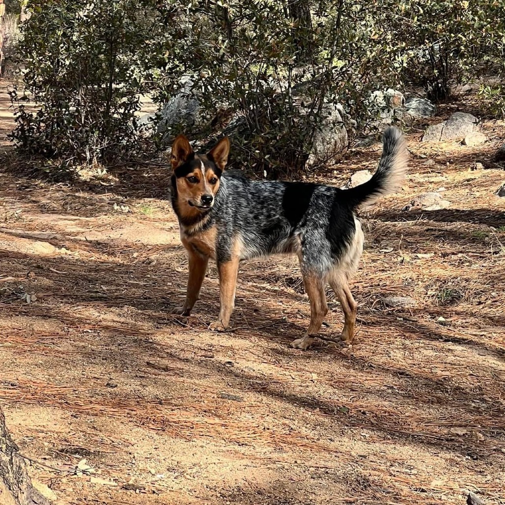 Hank - Playful Boy, Likes other dogs,Potty Trained!