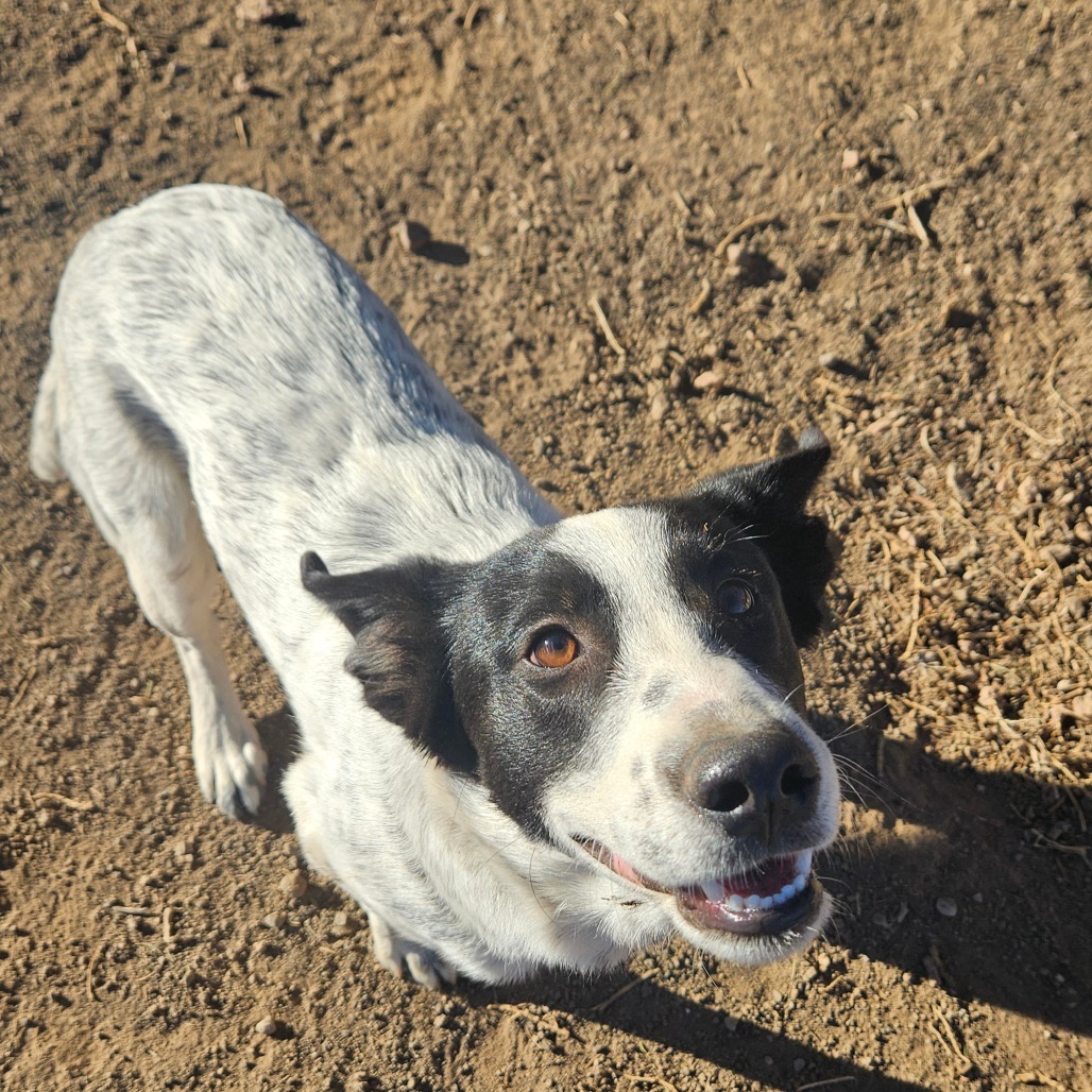 JoJo - Dog Friendly, Loves People!