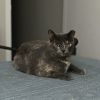 Lula-C photo 1