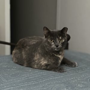 Lula-C, Adult Female Domestic Short Hair