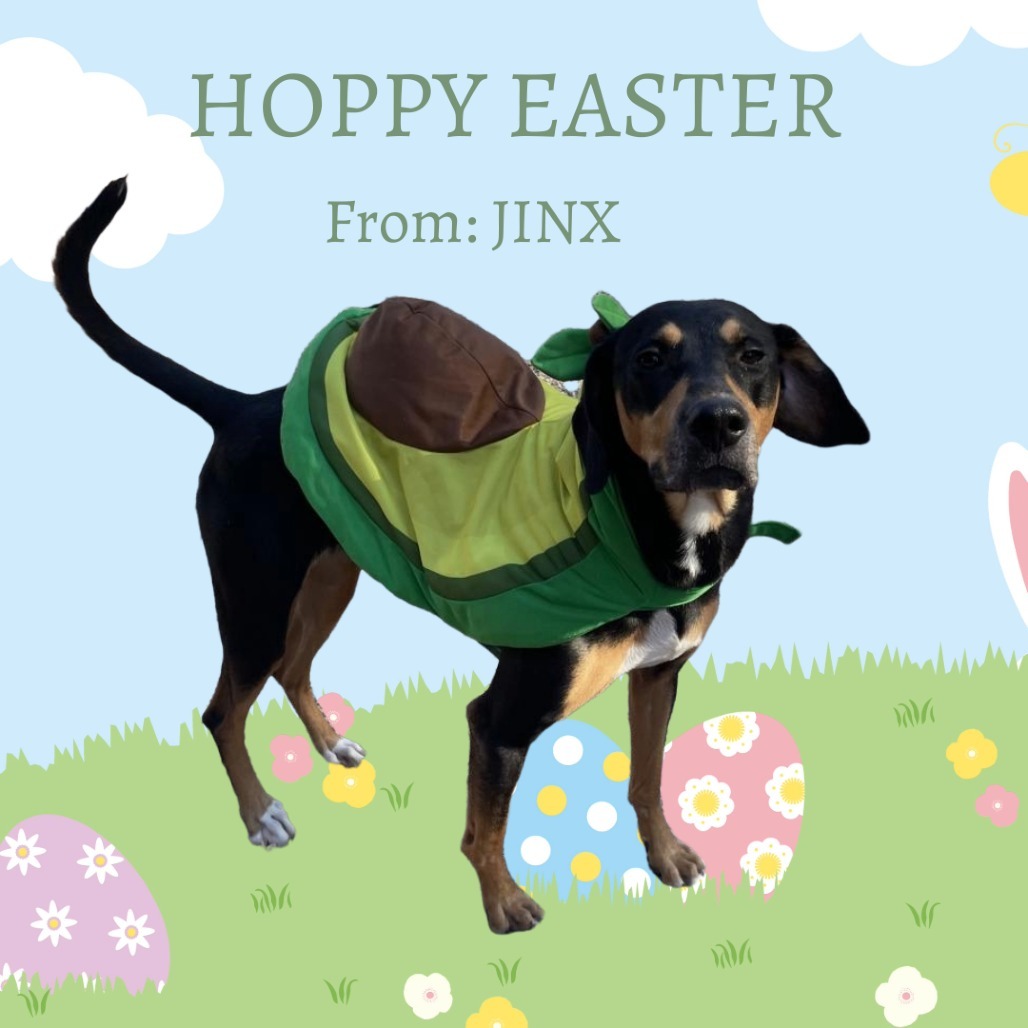 Jinx, an adoptable Hound in Watertown, NY, 13601 | Photo Image 1