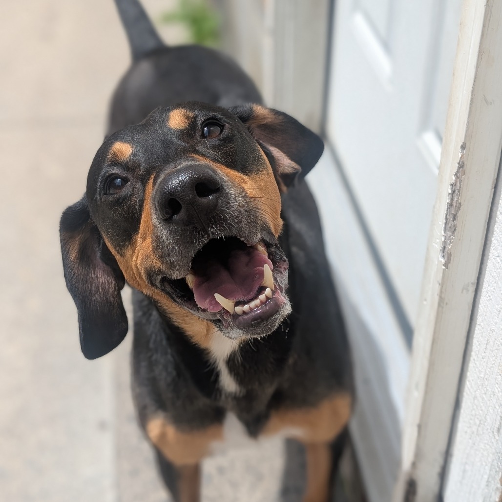 Jinx, an adoptable Hound in Watertown, NY, 13601 | Photo Image 1