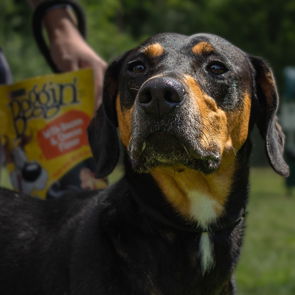 Jinx, an adoptable Hound in Watertown, NY, 13601 | Photo Image 1
