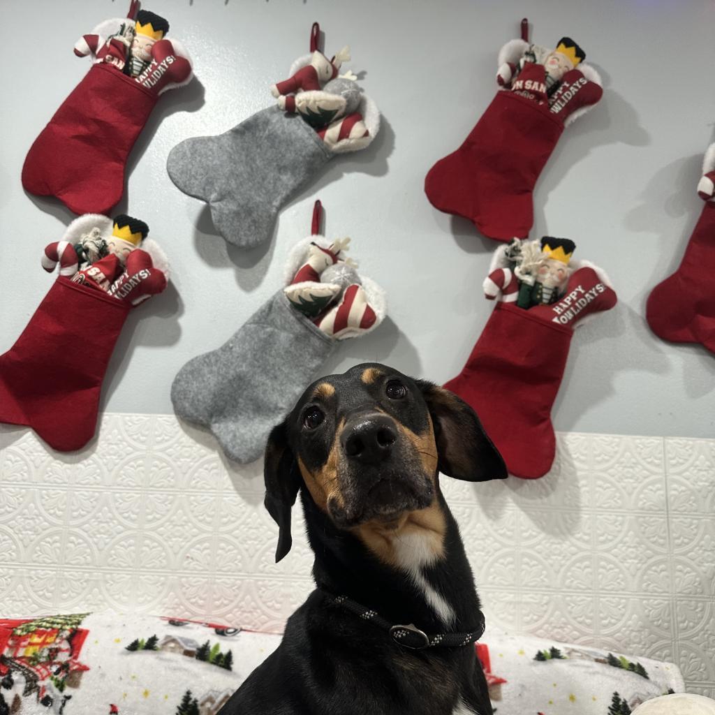 Jinx, an adoptable Hound in Watertown, NY, 13601 | Photo Image 2