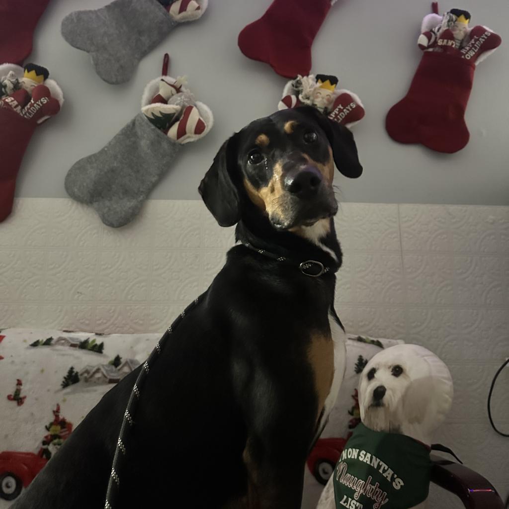 Jinx, an adoptable Hound in Watertown, NY, 13601 | Photo Image 3