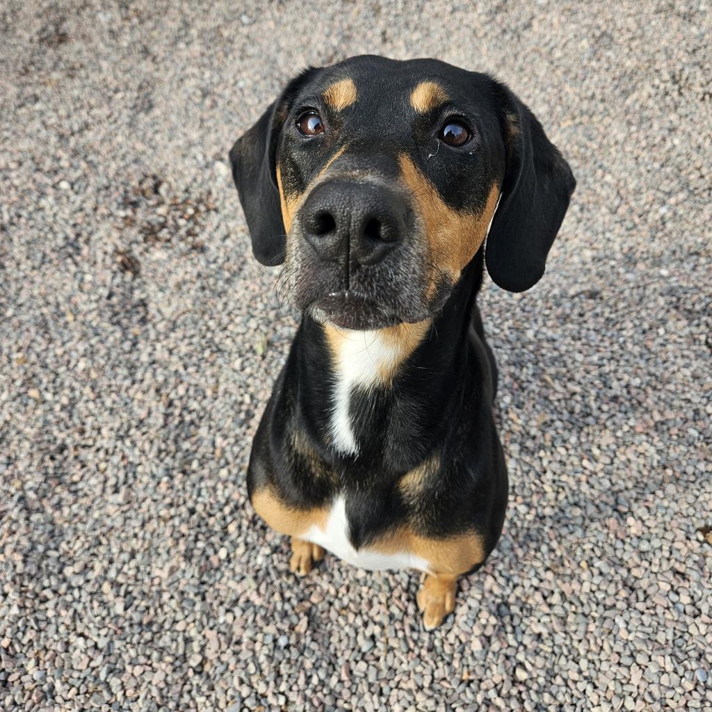 Jinx, an adoptable Hound in Watertown, NY, 13601 | Photo Image 4