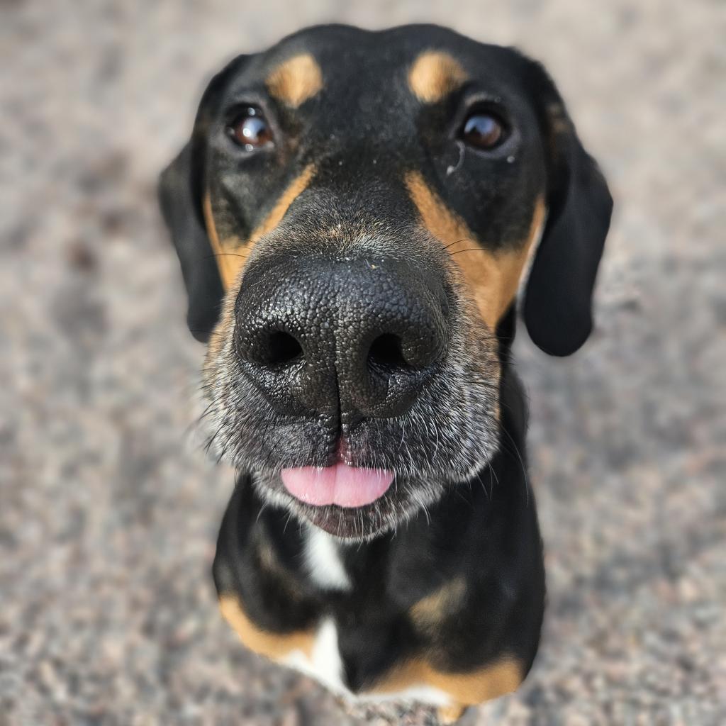 Jinx, an adoptable Hound in Watertown, NY, 13601 | Photo Image 5