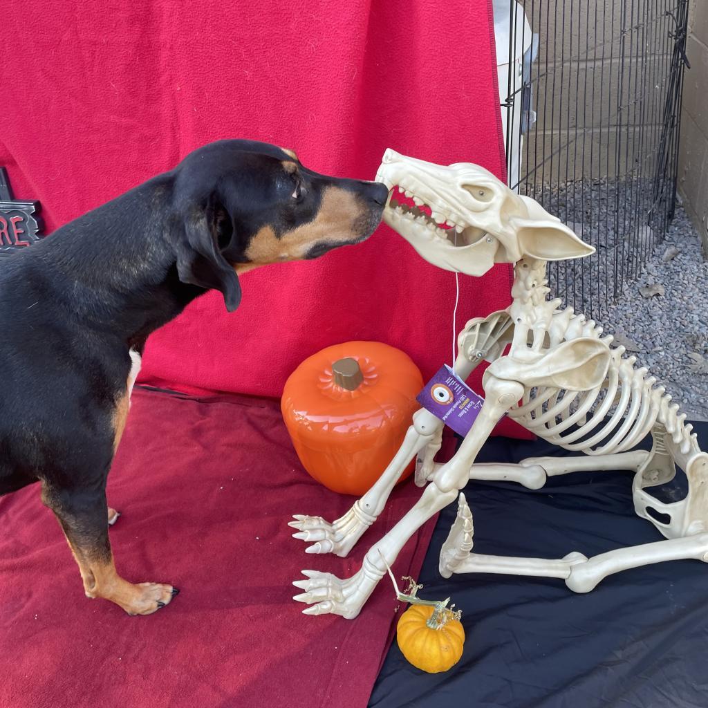 Jinx, an adoptable Hound in Watertown, NY, 13601 | Photo Image 6