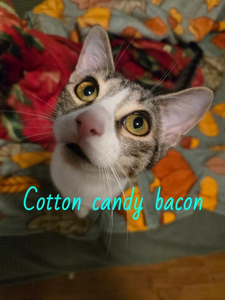 Cotton Candy Bacon 0757