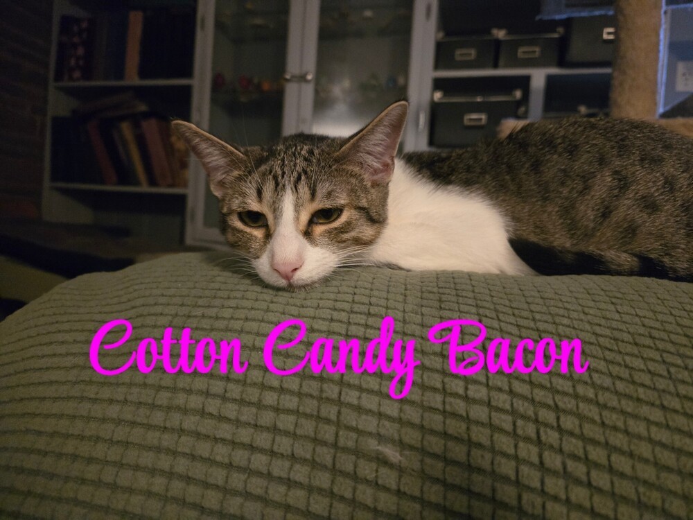 Cotton Candy Bacon 0757