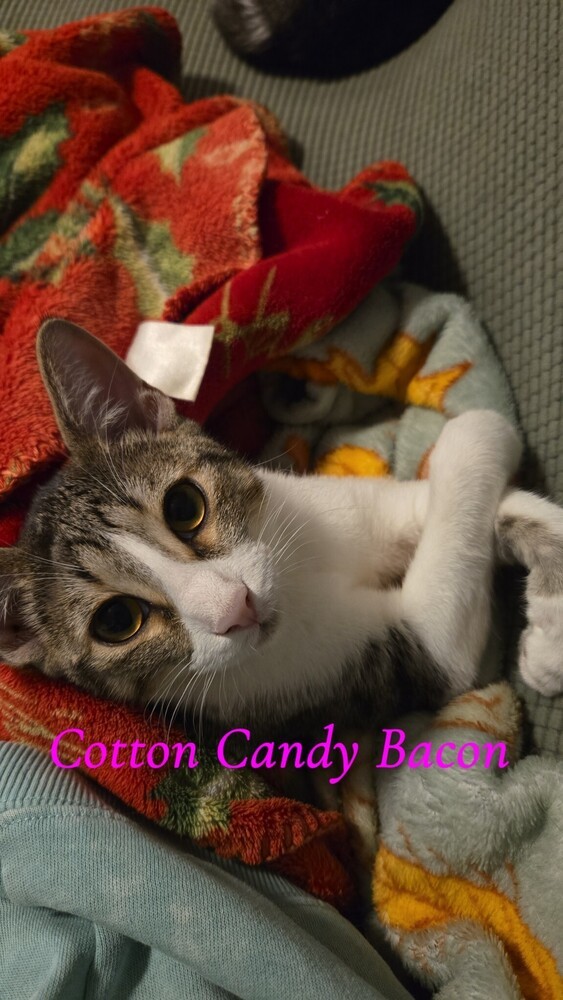 Cotton Candy Bacon 0757