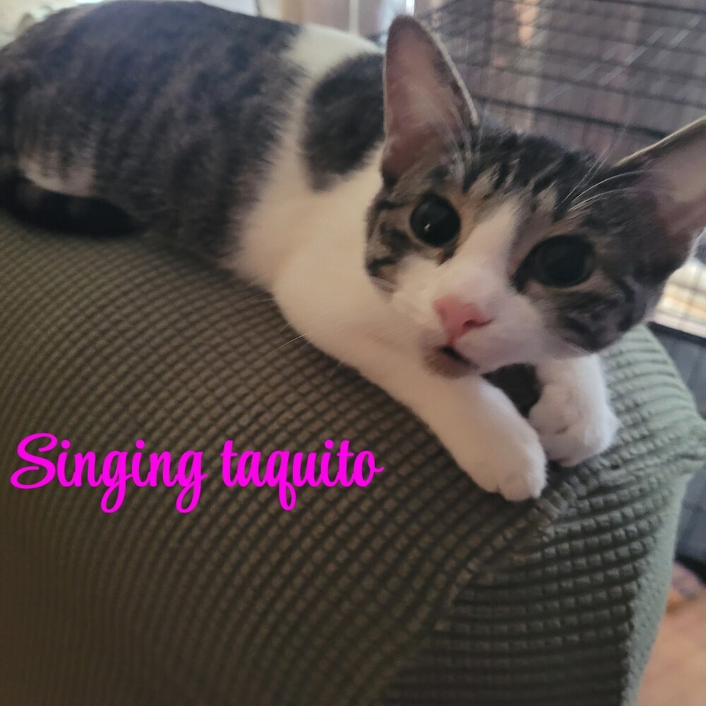 Singing Taquito 0763