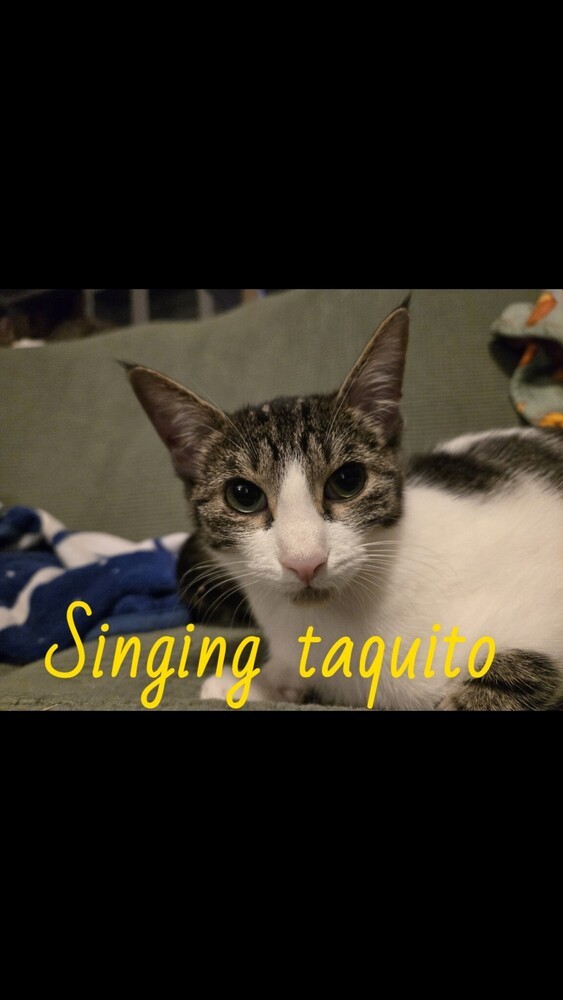 Singing Taquito 0763