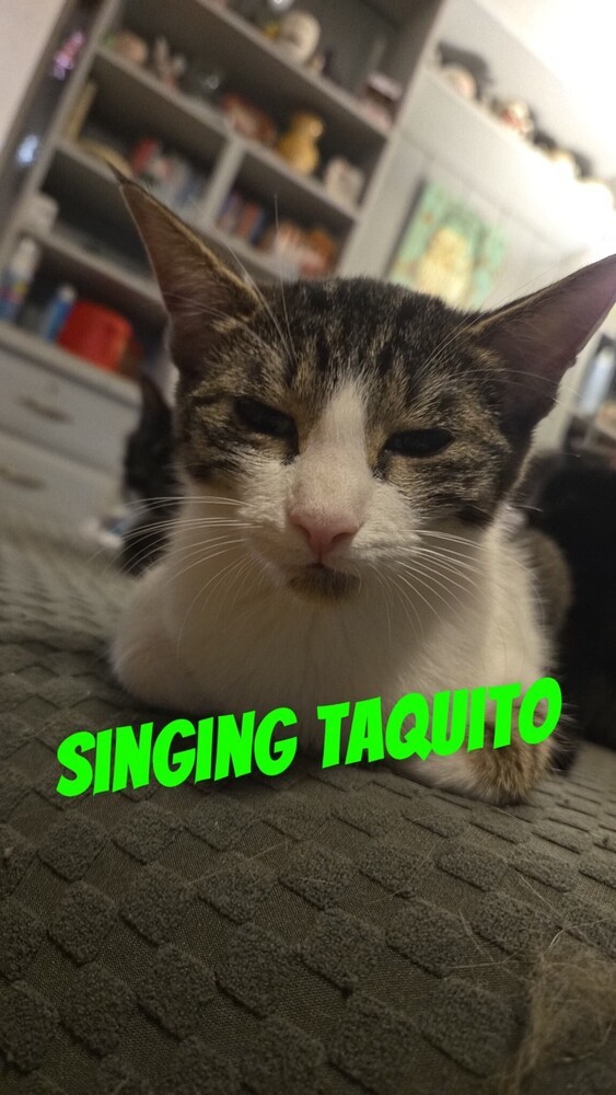 Singing Taquito 0763