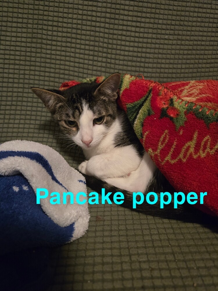 Pancake Popper 0774