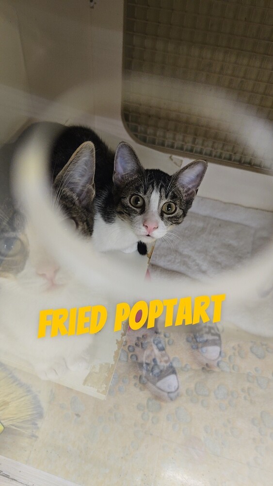 Fried Poptart 0772