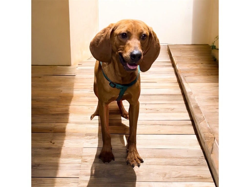 Copper, an adoptable Affenpinscher, Beagle in Crossville, TN, 38557 | Photo Image 1