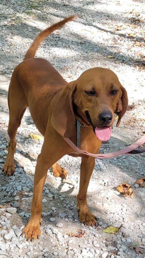 Copper, an adoptable Affenpinscher, Beagle in Crossville, TN, 38557 | Photo Image 2