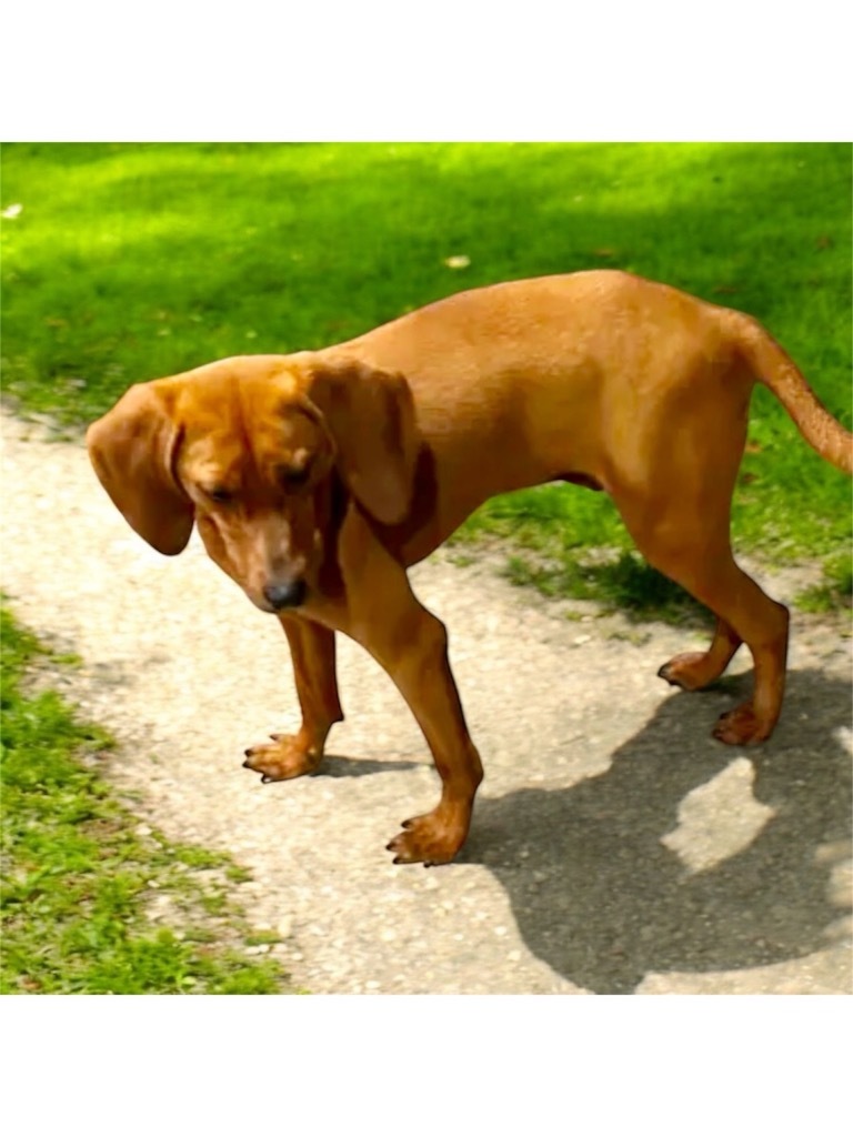 Copper, an adoptable Affenpinscher, Beagle in Crossville, TN, 38557 | Photo Image 3