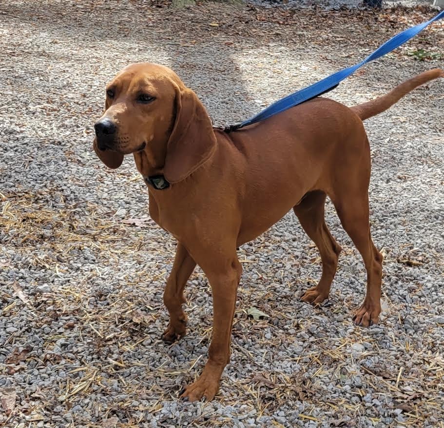 Copper, an adoptable Affenpinscher, Beagle in Crossville, TN, 38557 | Photo Image 3